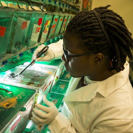 student examining a zebra fish in a lab.