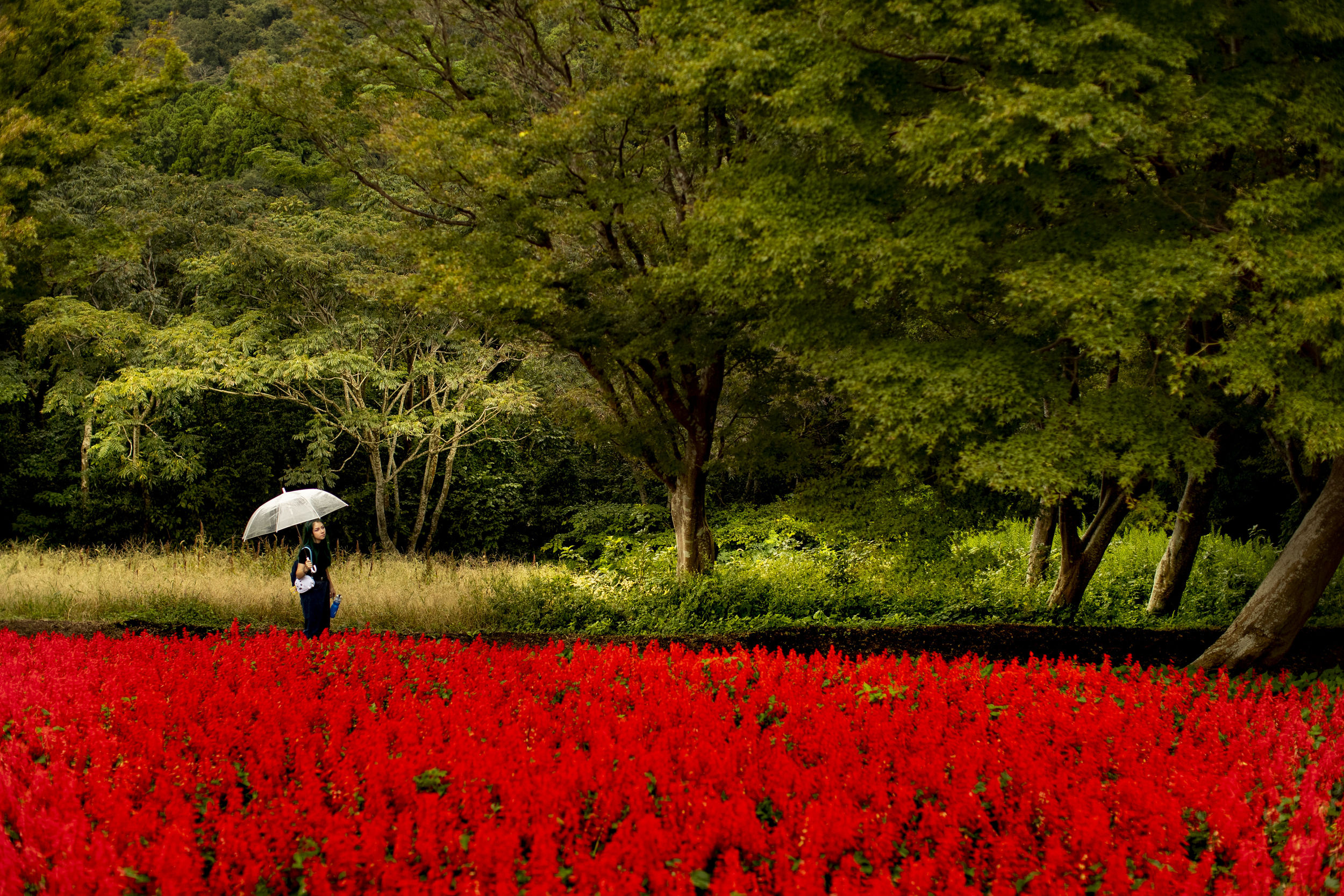 A person holding an umbrella and walking through a field of red flowers in the Japanese countryside.