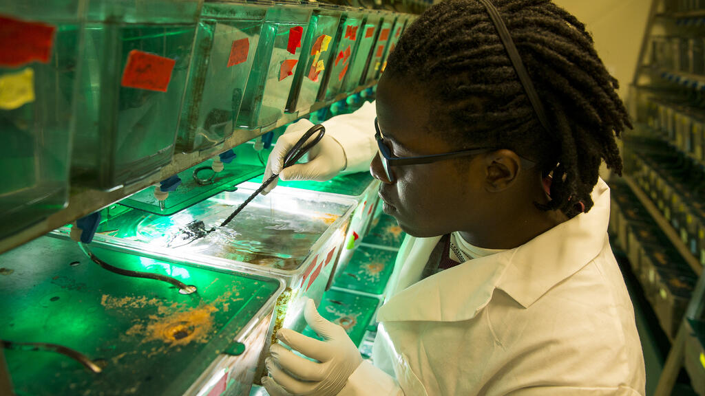 student examining a zebra fish in a lab.
