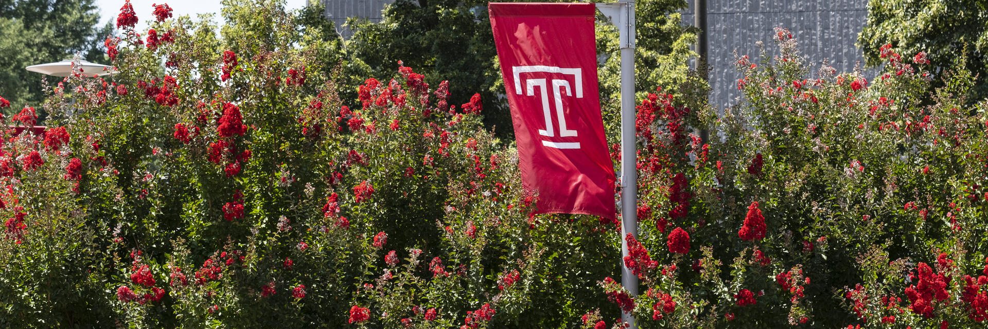 a Temple flag in front of summer flowers on campus.