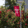a Temple flag in front of summer flowers on campus.