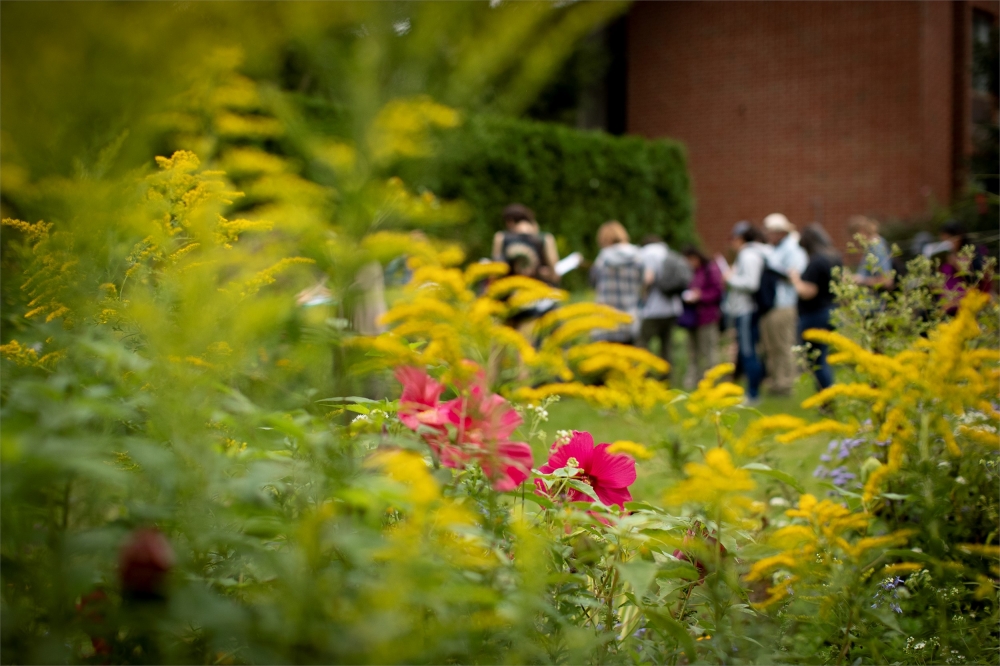 Yellow and pink flowers on Ambler Campus with student group